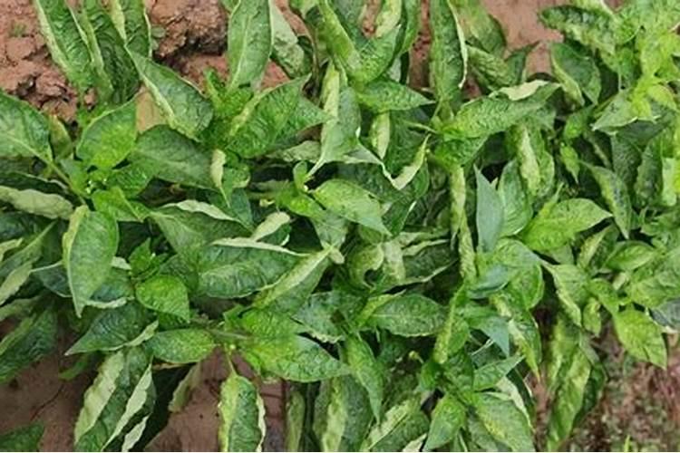 多肽尿素到底好不好