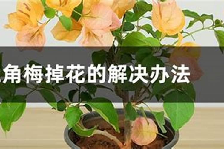 三角梅掉花苞怎么办
