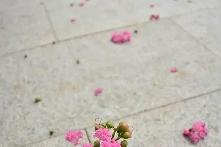 三角梅掉花怎么办
