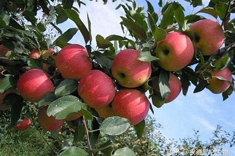 苹果树追肥用什么肥料