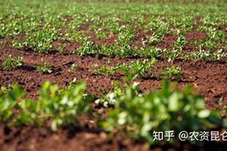 作物使用鱼蛋白肥会有什么效果？