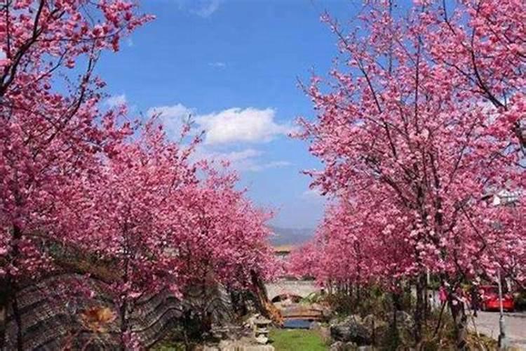 芸乐收和芸苔素一样吗 还可以和农药一起使用