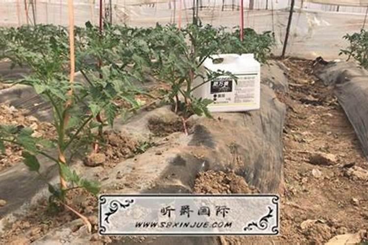 松土肥料有哪些,疏松土壤用什么肥料