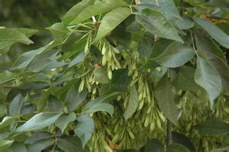 大量元素水溶肥料用法与用量