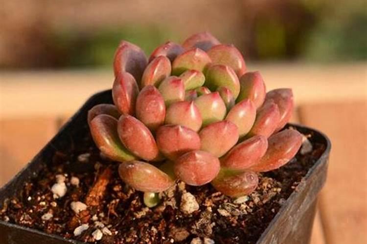 幸福树换盆后剪头了,老是不发芽,怎么解决？