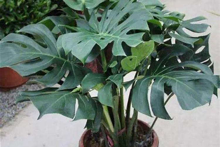 石榴树没死但是不发芽