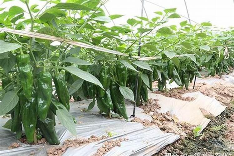 兰花喂粒小药丸