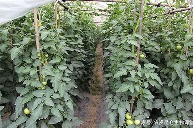 西红柿膨大果实用什么肥好