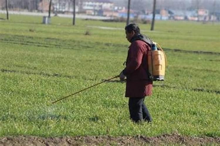 刚换盆的幸福树怎么养