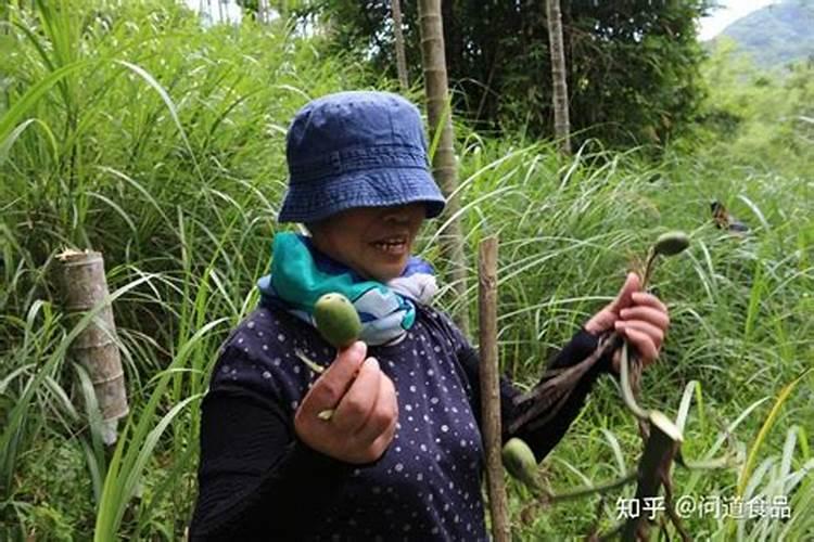 槟榔种子怎么种植