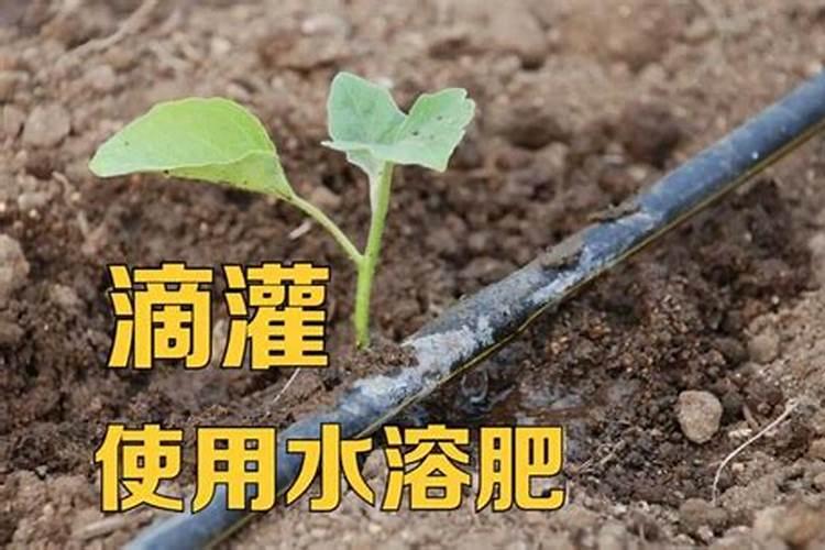 草莓平衡肥有哪些