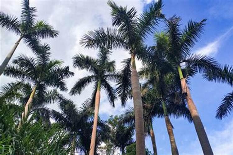 槟榔果怎么做才膨大