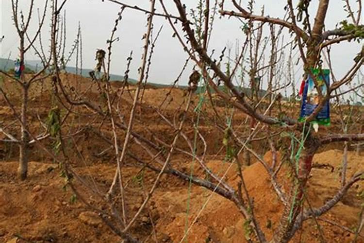 磷酸二氢钾叶面肥是什么 对果树有啥作用