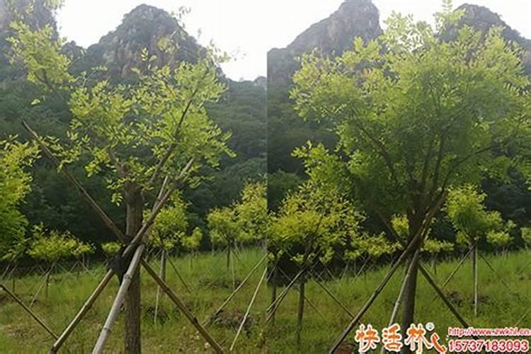 大樱桃花果期管理小技巧!樱桃用什么肥料甜？