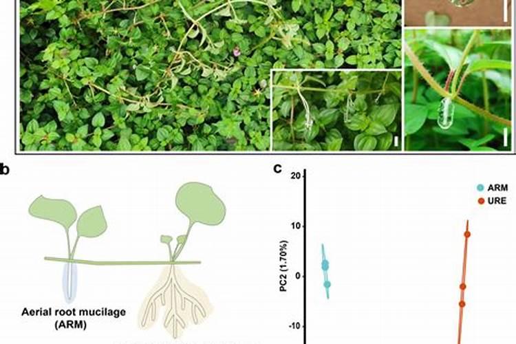 如何促进樱桃着色？樱桃树上啥肥料好？