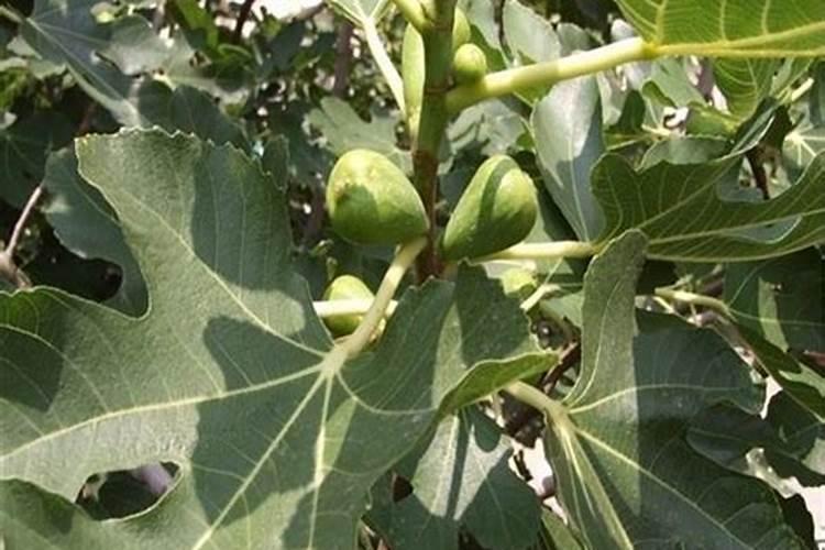 种花用的 草灰土 是什么草、什么灰和什么土