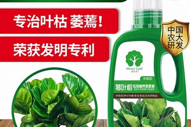 琴叶榕施肥方法及注意事项