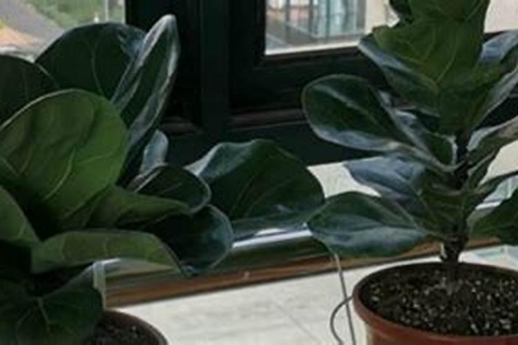 冬天琴叶榕咋养