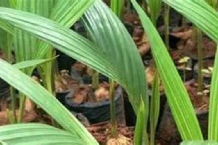 槟榔底肥用什么肥料好？