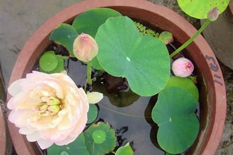 晒绿水的方法是什么？