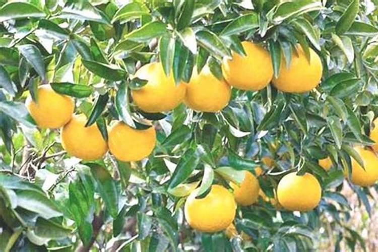 养花五种化肥必须知道用法养花的化肥