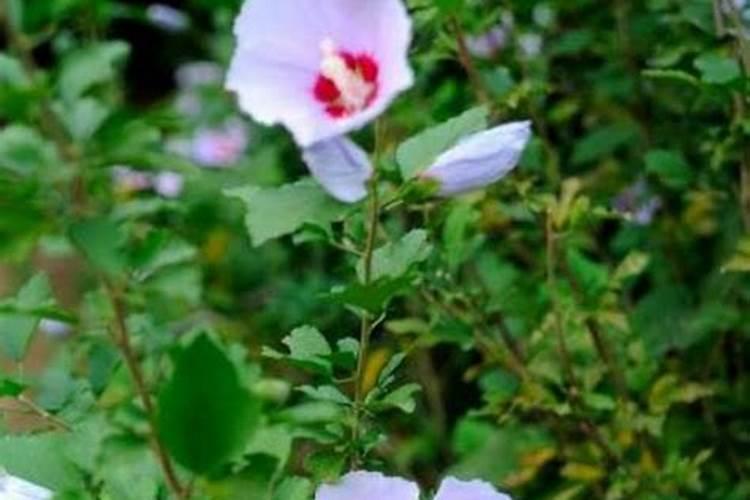 腐殖土可以直接种花吗