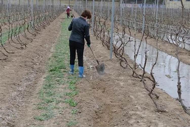葡萄第一次施肥,是在发芽前施入好呢？还是等芽发出来后进行第一次施肥...