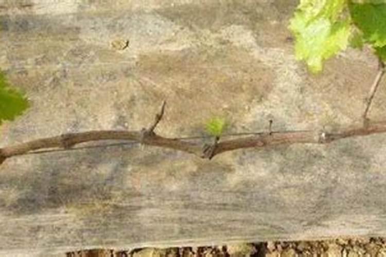 苹果树缺氮、磷、钾的症状及防治措施