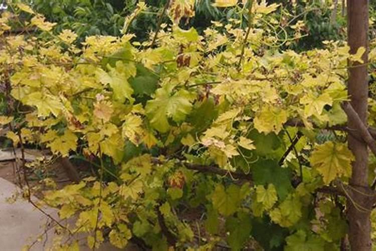 葡萄树什么时候施肥最好