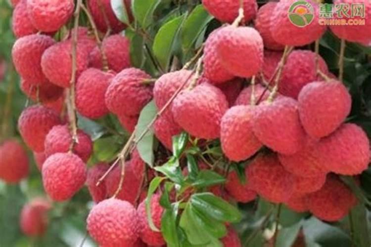 新载的树苗用什么营养液好