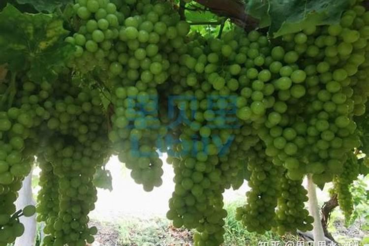 叶面肥什么时间打最合适