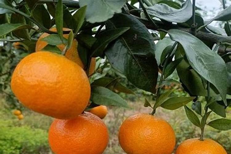 复合肥的正确使用方法浇菜