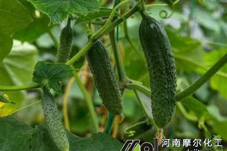 玉米用尿素好还是复合肥好