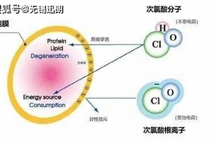 玫瑰花施肥施什么肥料