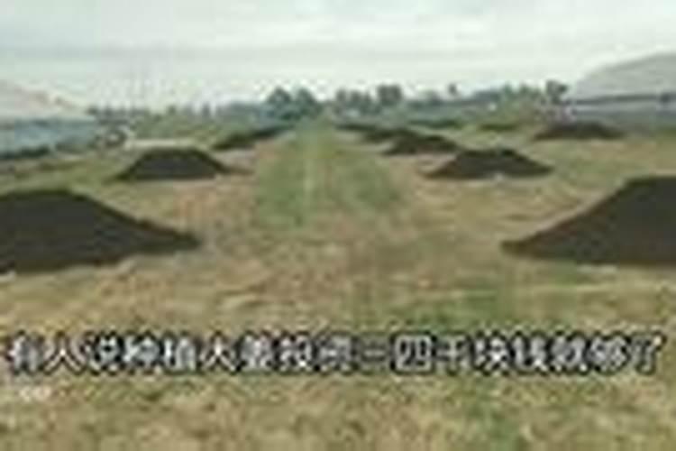 大姜种植的时候,怎么样施肥对大姜生长有利？
