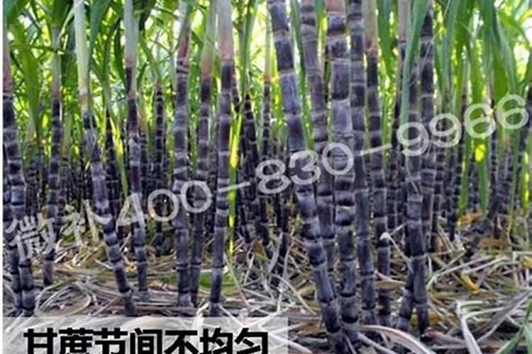 怎样鉴别硫酸钾肥的真伪？