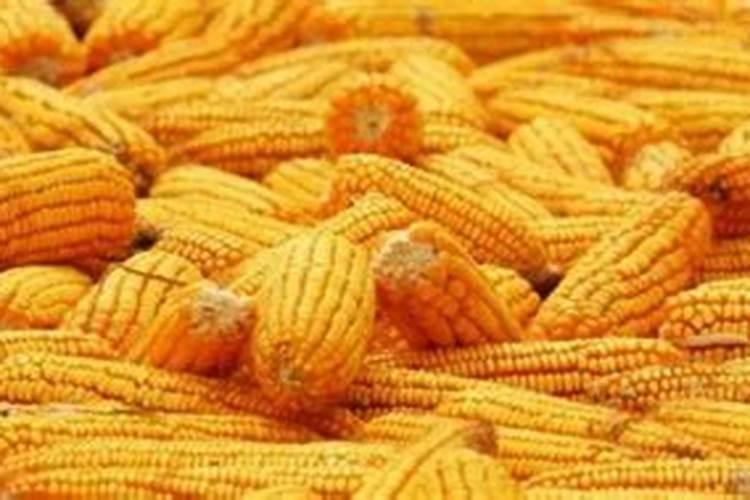 玉米一生追几次肥