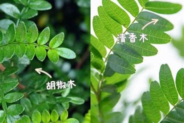 葡萄补硼的最佳时期