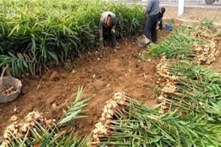 生姜大培土后用什么肥