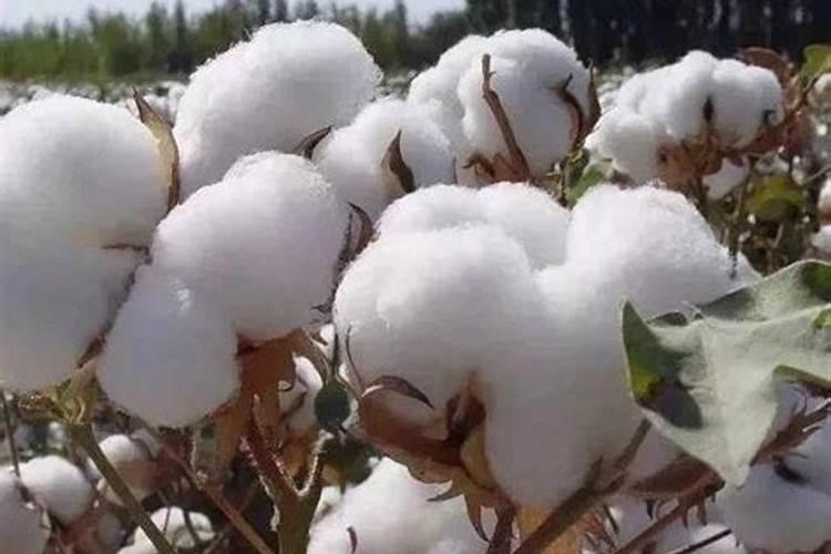 化肥和水溶肥的区别？