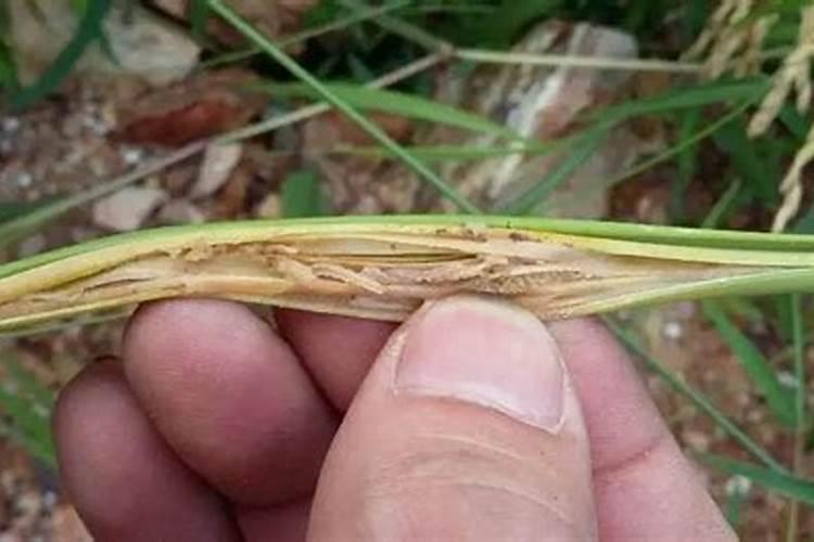 黄豆疯长怎么控制 矮壮素应该怎样打