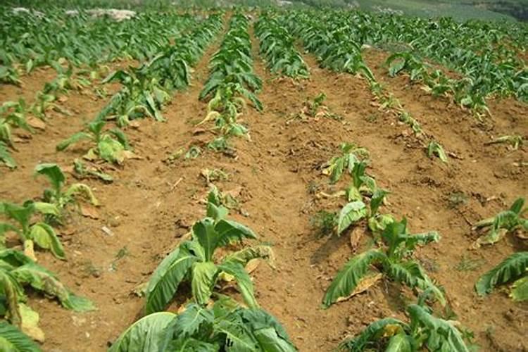 烤烟落黄金叶灿好还是大红甲好