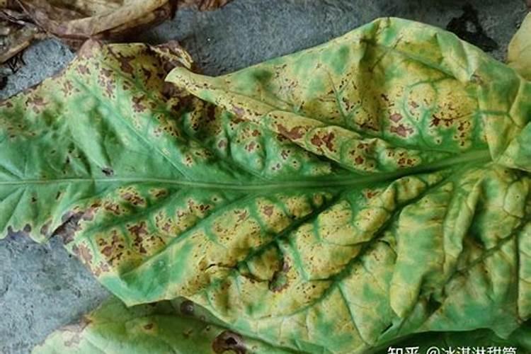 烟叶不落黄喷什么药