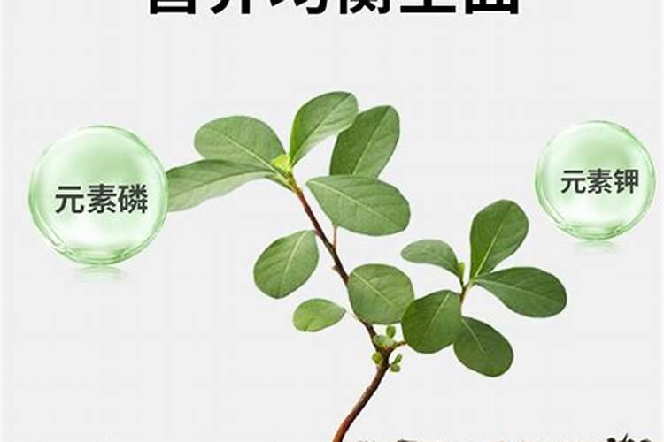 小麦高产配方打药全过程