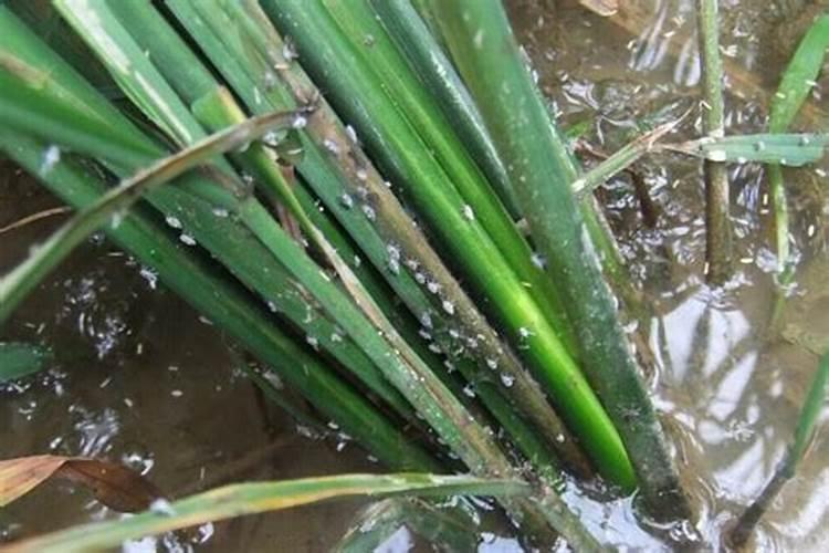 万年青好养活吗 万年青怎么施肥长得好