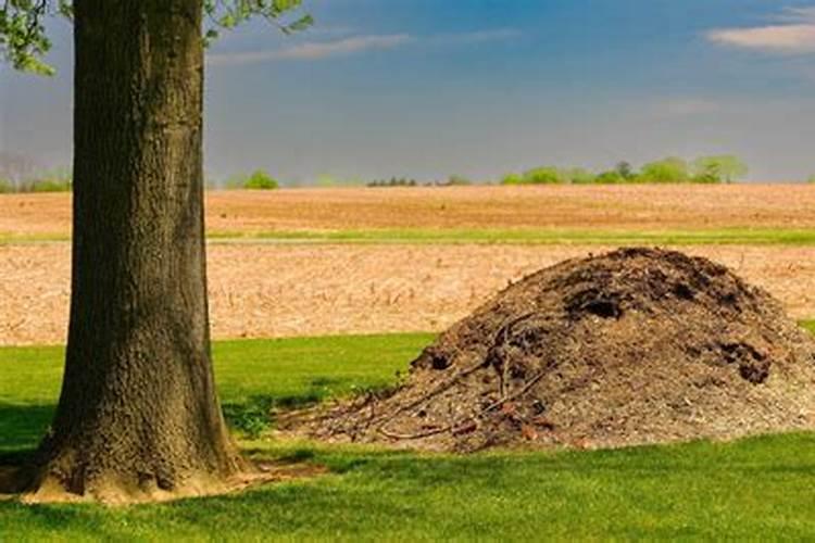 土壤肥料的作用是什么