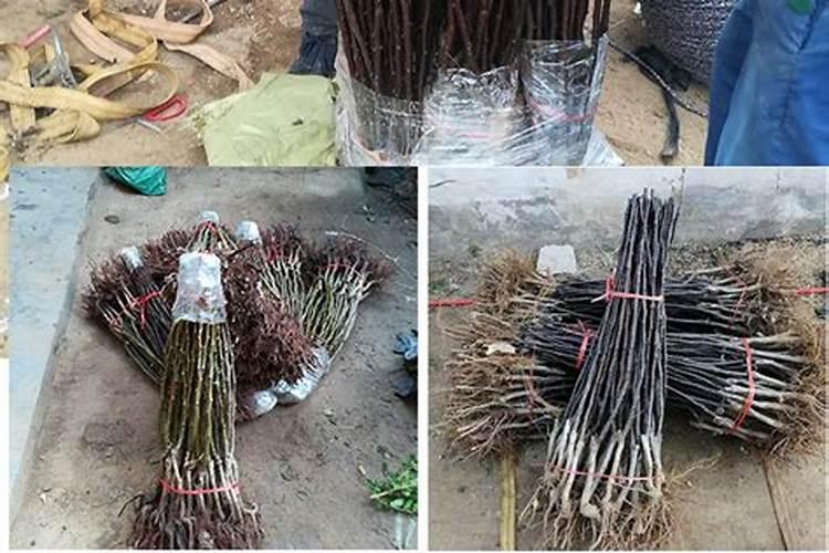 黄花梨用什么肥料施肥比较好 黄花梨施肥方法