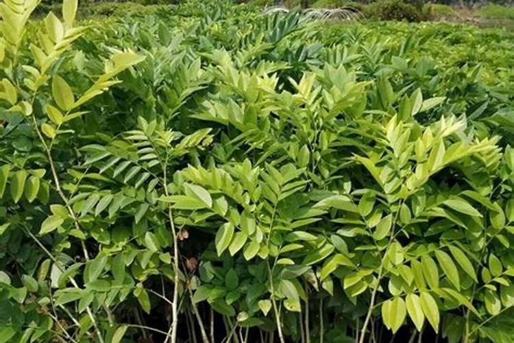 硫酸钾型复合肥对种花生可以用吗是撒撒在土壤表面还是埋起来？