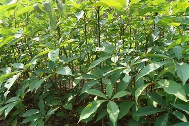 三宁硫酸钾复合肥质量如何