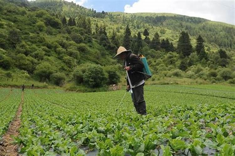 莴笋施什么肥长得粗壮